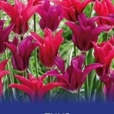 8718641971253 1 Tulip Elegance Mixed Bulbs.jpg